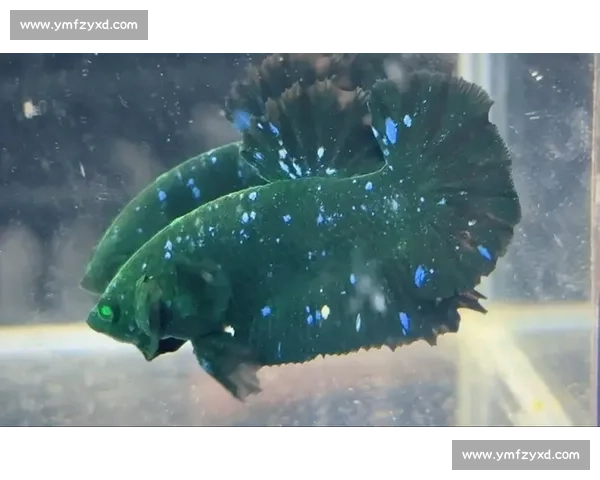 探秘斗鱼的奇幻水下世界与多彩生态习性解析